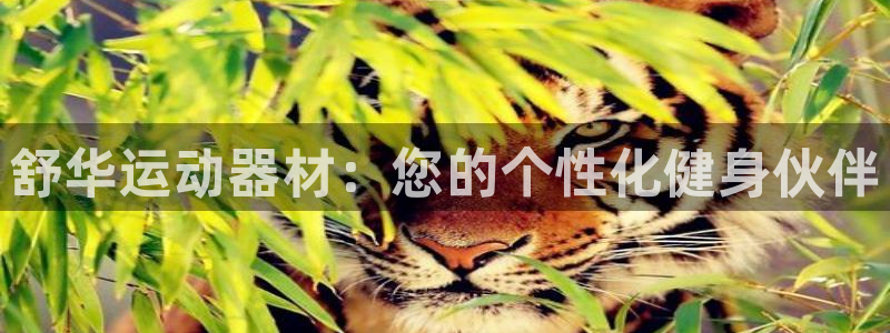 意昂4五金厂：舒华运动器材：您的个性化健身伙伴