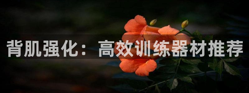 意昂4集团E.ON：背肌强化：高效训练器材推荐